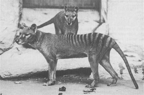 Thylacine Sequencing Project At Psu