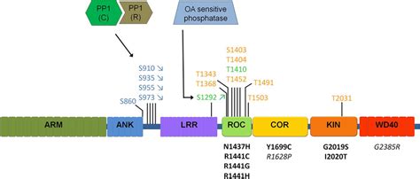 Schematic Of Lrrk2 Domain Structure And Currently Identified Lrrk2