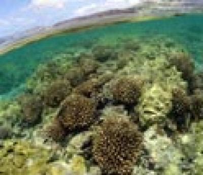 Human impacts on coral reefs of Northwestern Hawaiian islands revealed ...