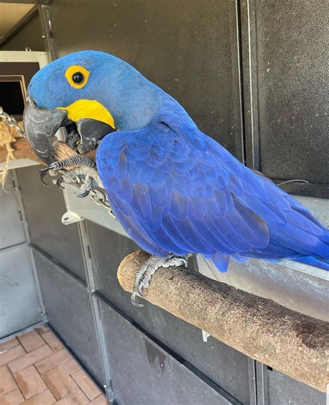 Hyacinth Macaw Parrot Available Talking Parrots