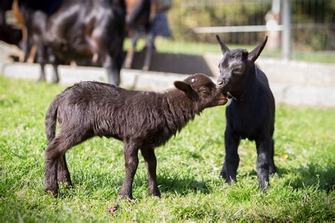 Wildpark Freut Sich Ber Nachwuchs Bei Ziegen Und Schafen