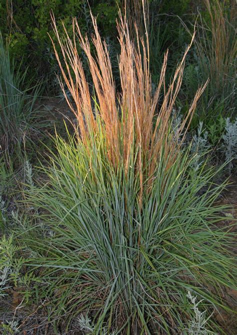 Black Grama Native American Seed