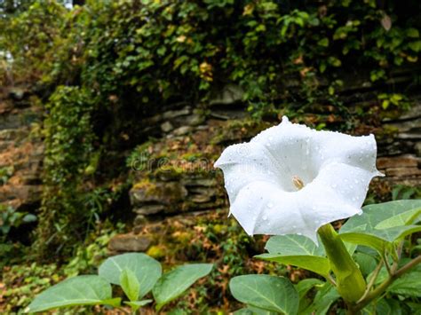 Datura Moonflower stock image. Image of green, autumn - 246382701