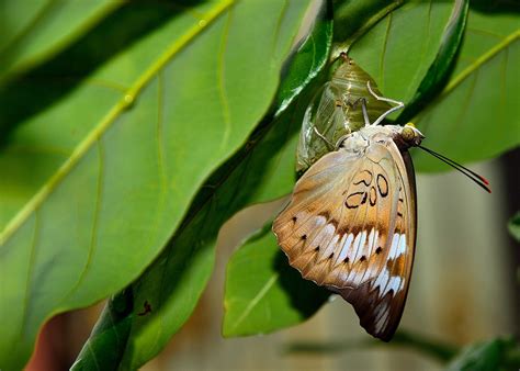 Natureza Inseto Borboleta Foto Gratuita No Pixabay Pixabay