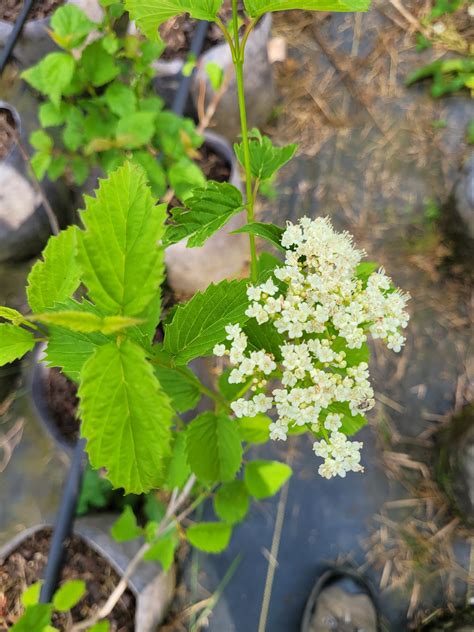 Arrowwood Viburnum (Viburnum dentatum) — Oakland Farm Trees