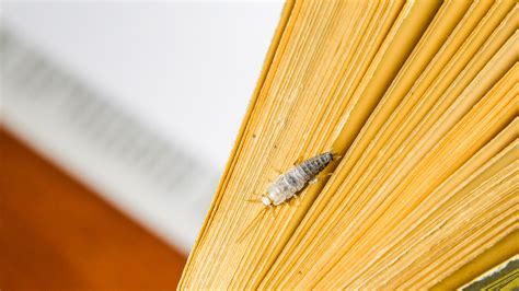 how to get rid of silverfish insects 7