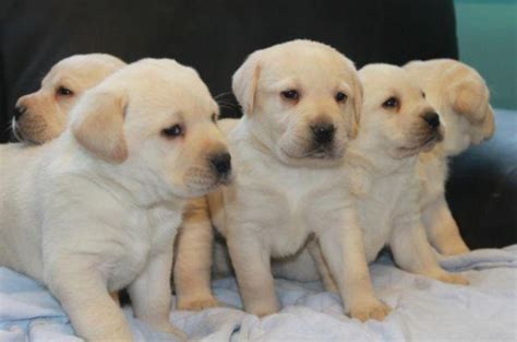 Golden retriever & Lab mix puppies ( Gorgeous puppies) for Sale in ...