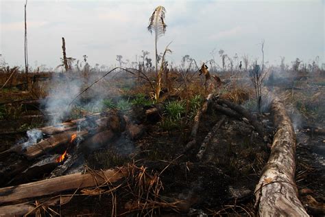 Fotos Do Negacionismo à destruição as imagens de meio ambiente em