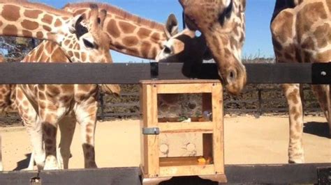 Giraffes explore new puzzle feeder at Taronga Zoo - BBC News