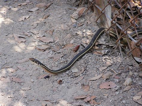 Monrovia Canyon Park California Striped Racer