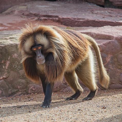 Portrait of Strong Alpha Male Master of African Baboon Stock Image - Image of animal, maturity ...