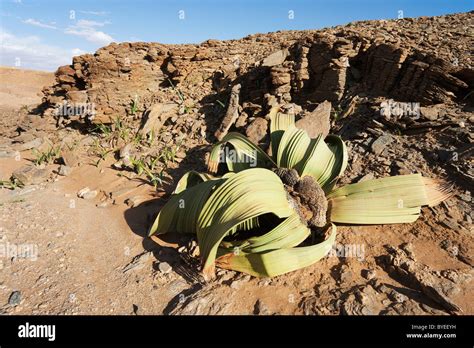 Welwitschia Namib Desert Namibia Plant Hi Res Stock Photography And