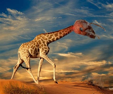 Funny pictures of hybrid animals - Photoshop - animals pictures