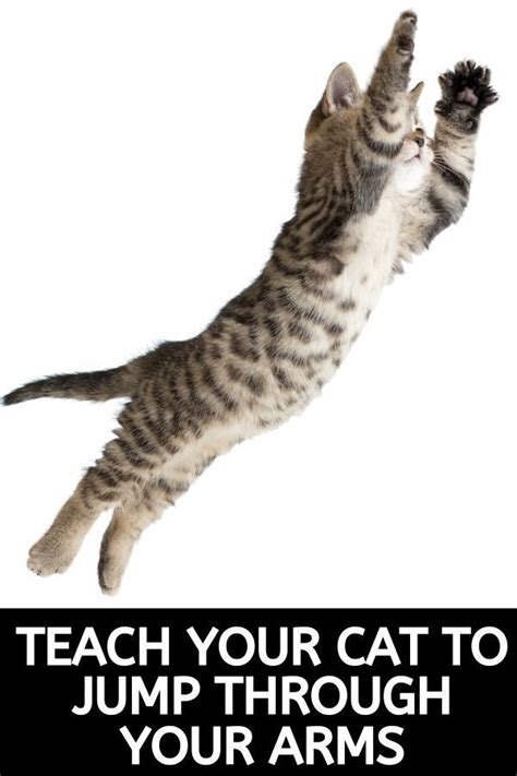 How To Train Your Cat To Jump Through Your Arms Cat Training Cats