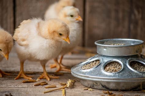 6 Tips For Buying Chicks Homestead Edition The Pioneer Chicks