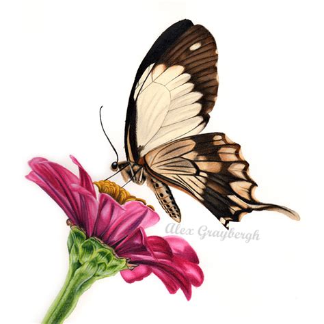 Realistic Flower And Butterfly Drawing