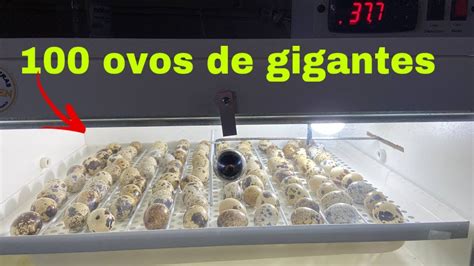 100 Ovos De Codornas Gigantes Na Chocadeira YouTube