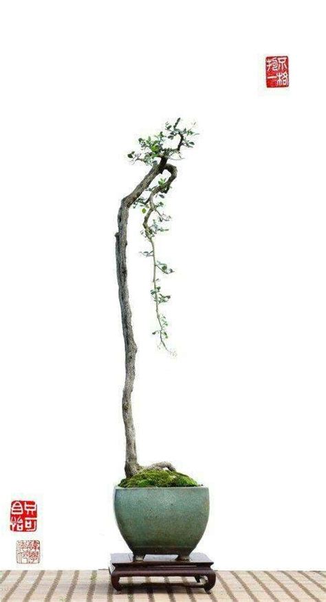 Bonsai Art Azaleas Different Styles Minis Flower Arrangements