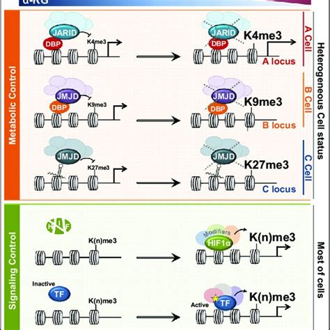 Pdf The Cancer Driver Genes Idh12 Jarid1c Kdm5c And Utx Kdm6a