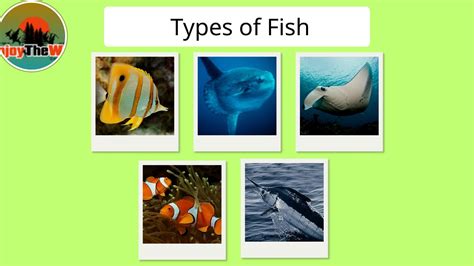 types  fish pictures  identification
