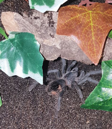 Lasiodora parahybana | Tarantula Forum