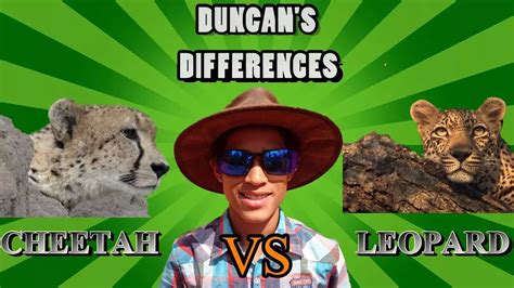 Leopard And Cheetah How To Tell Them Apart Duncan S Differences