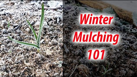 Winter Mulching Your Garden How And Why To Mulch Your Garden In The