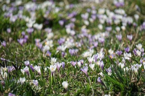 Lo Spettacolo Delle Fioriture Primaverili Nel Parco Nazionale Dolomiti