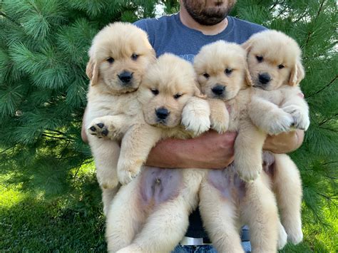 Past Puppies | Priderock Golden Retrievers