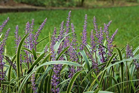 葉も花も実も楽しめる 育てやすいヤブランはガーデニング初心者にもおすすめの植物 GardenStory ガーデンストーリー