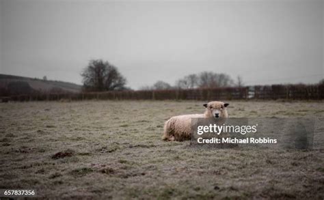 479 Sheep Breeds Stock Photos, High-Res Pictures, and Images - Getty Images