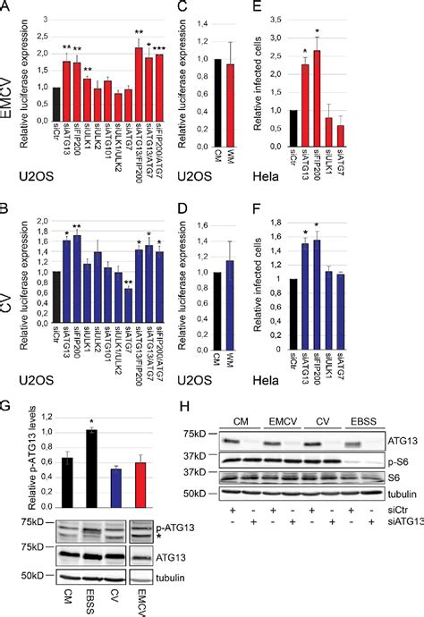 Figure 4 From An SiRNA Screen For ATG Protein Depletion Reveals The