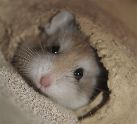 Alle Hamsterarten Mit Bildern Welcher Hamster Passt Zu Mir