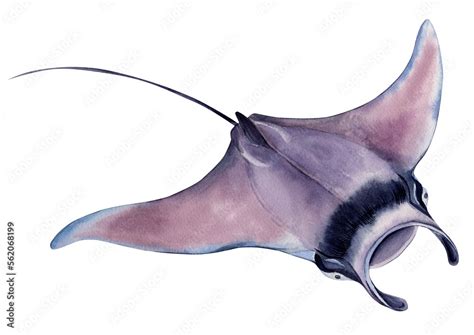 Manta Ray Giant Sea Devil The Stingray Isolated On A White Background