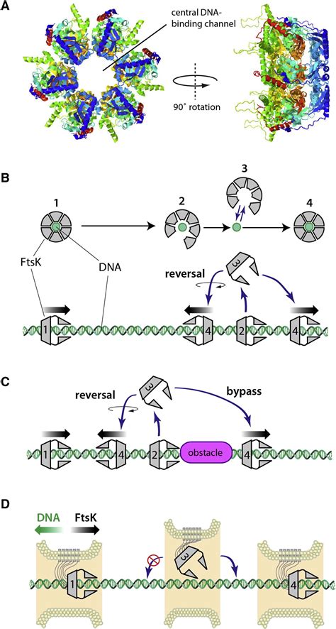 Single Molecule Imaging Of Ftsk Translocation Reveals Mechanistic