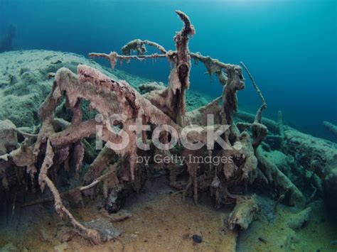 Tree Roots Underwater Stock Photo | Royalty-Free | FreeImages