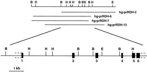 Identification And Characterization Of All Trans Retinol Dehydrogenase