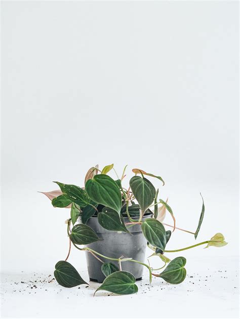 Philodendron Micans | Köp Växter Online | Plantredo
