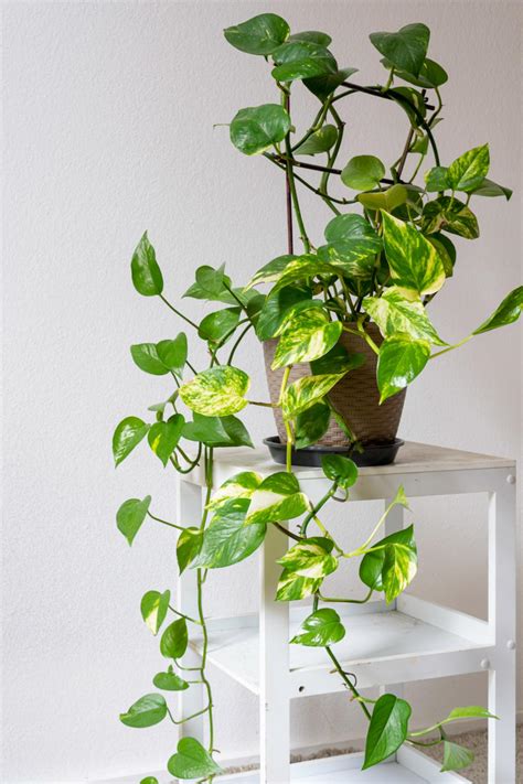 Pothos vs. Ivy (Are They the Same Thing?) - The Practical Planter