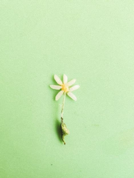 Premium Photo | A single daisy on a green background