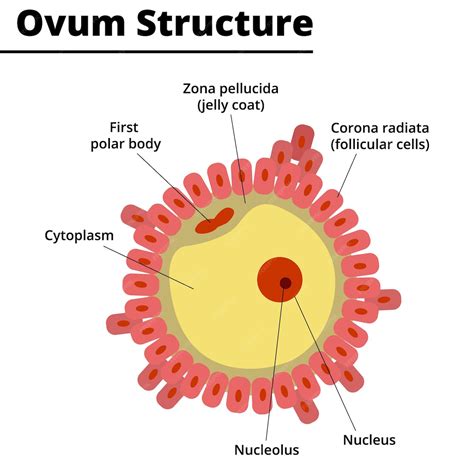 O Que É O Óvulo - Estrutura do óvulo Morfologia do óvulo humano e animal Ilustração ...