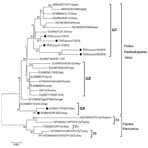 Structure of canine distemper virus (a) and its genome (b). | Download Scientific Diagram