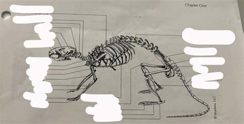 Rat Skeleton Diagram | Quizlet