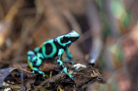 poison dart frog animal facts   animals