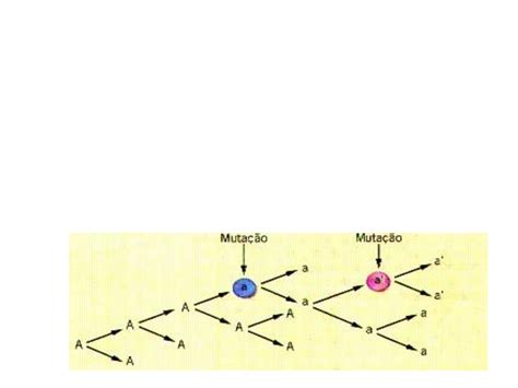 Alelos M Ltiplos Pelagem Coelhos Grupos Sangu Neos Biologia