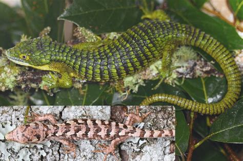 Abronia Graminea With Age Specific Typical Color Patterns The Main