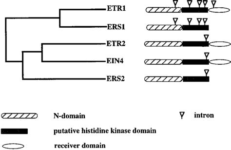 Diagram Of The Protein Structures And The Division Of Two Subfamilies Download Scientific