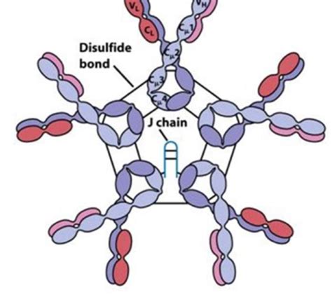 Antibody Structure And Function Flashcards Quizlet