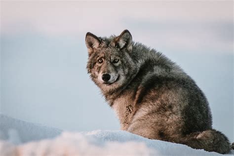 White Wolf 29 Majestic Photos Of Russian Wolves By Ivan Kislov Are