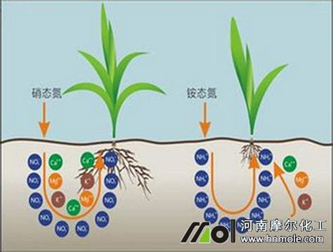 硝态氮水溶肥的性质和作用好处 【河南摩尔化工】